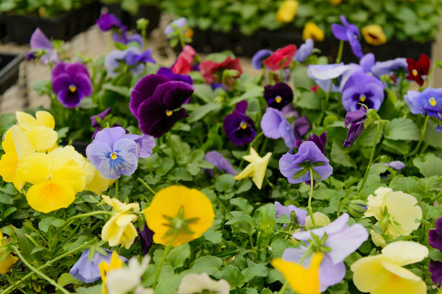 4" Pansy Cool Wave