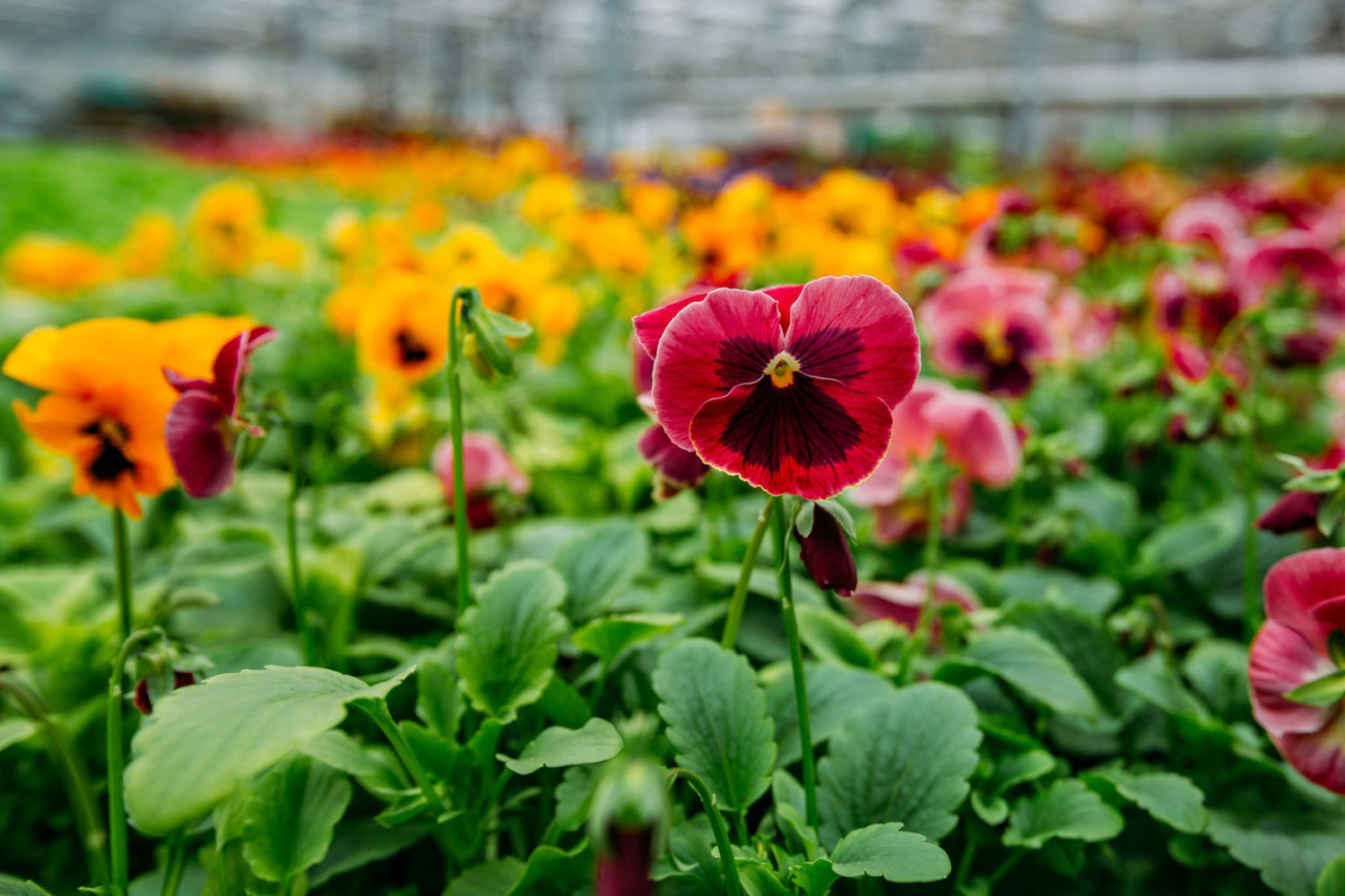 4" Pansy Matrix