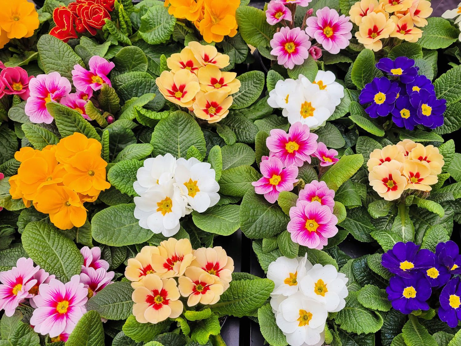 4" Primula Acaulis