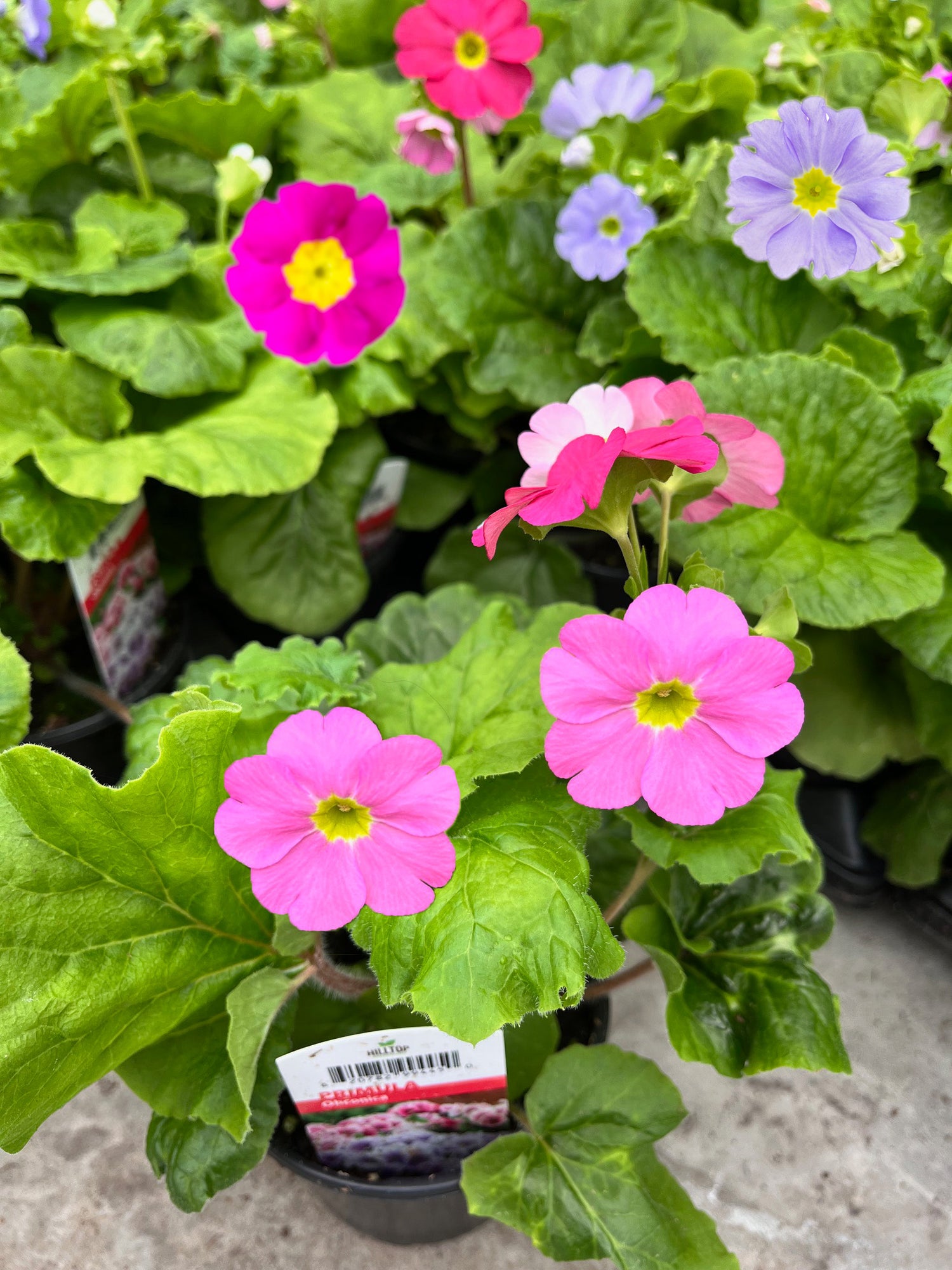 4" Primula Obconica