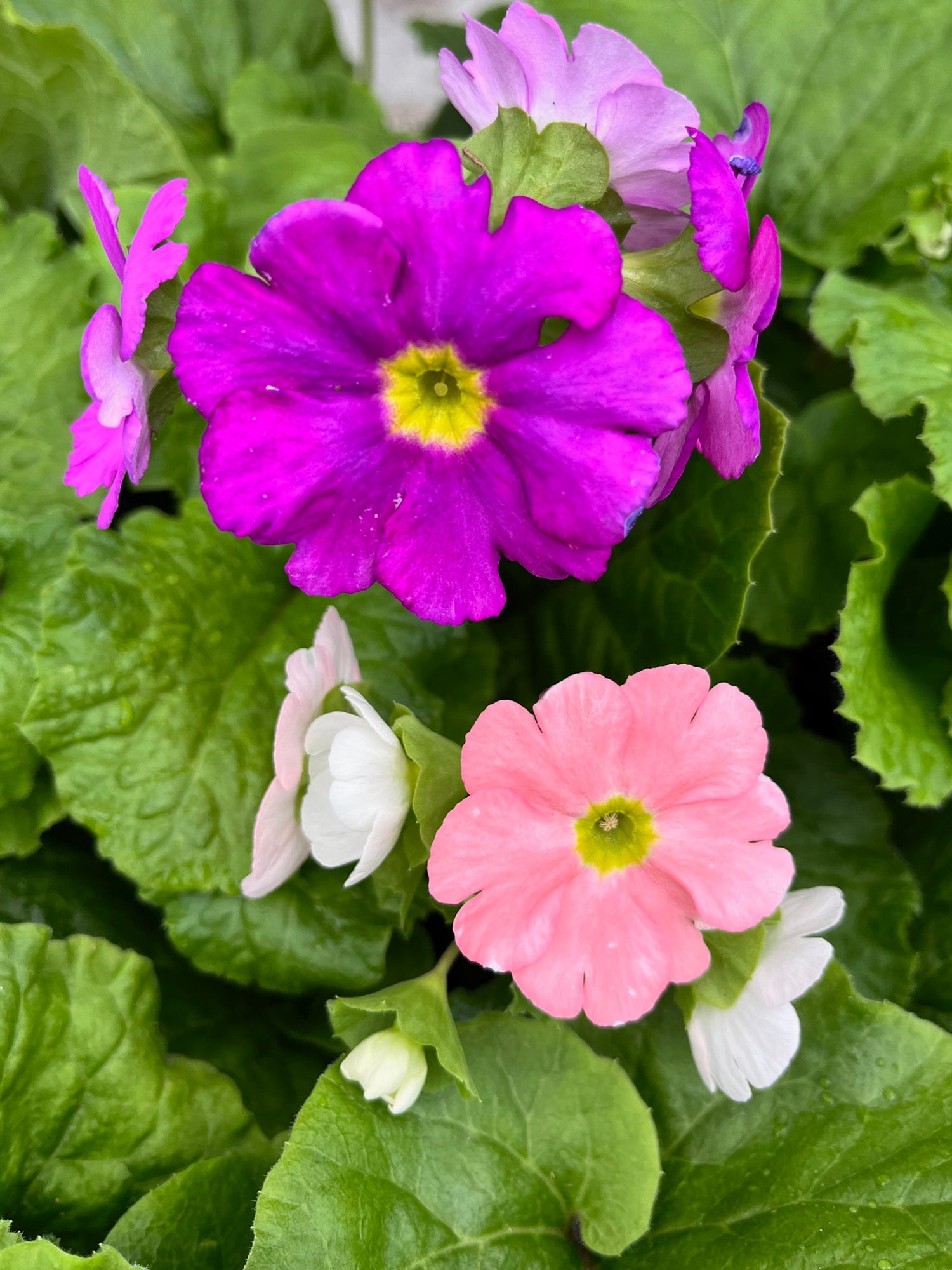 4" Primula Obconica