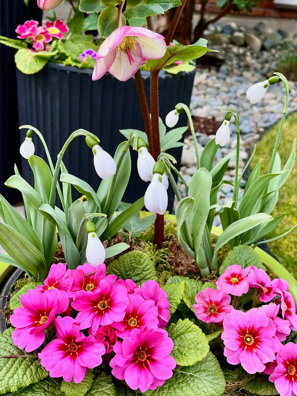 4" Primula – Acaulis