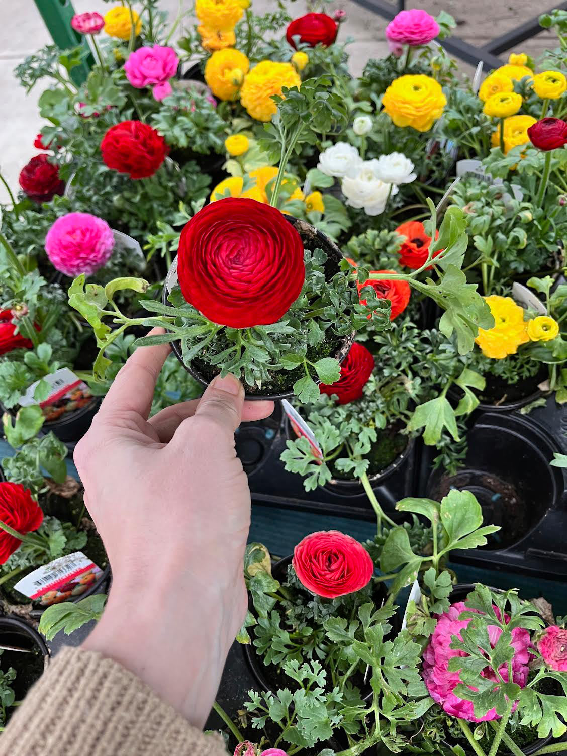 4" Ranunculus – Assorted Colours