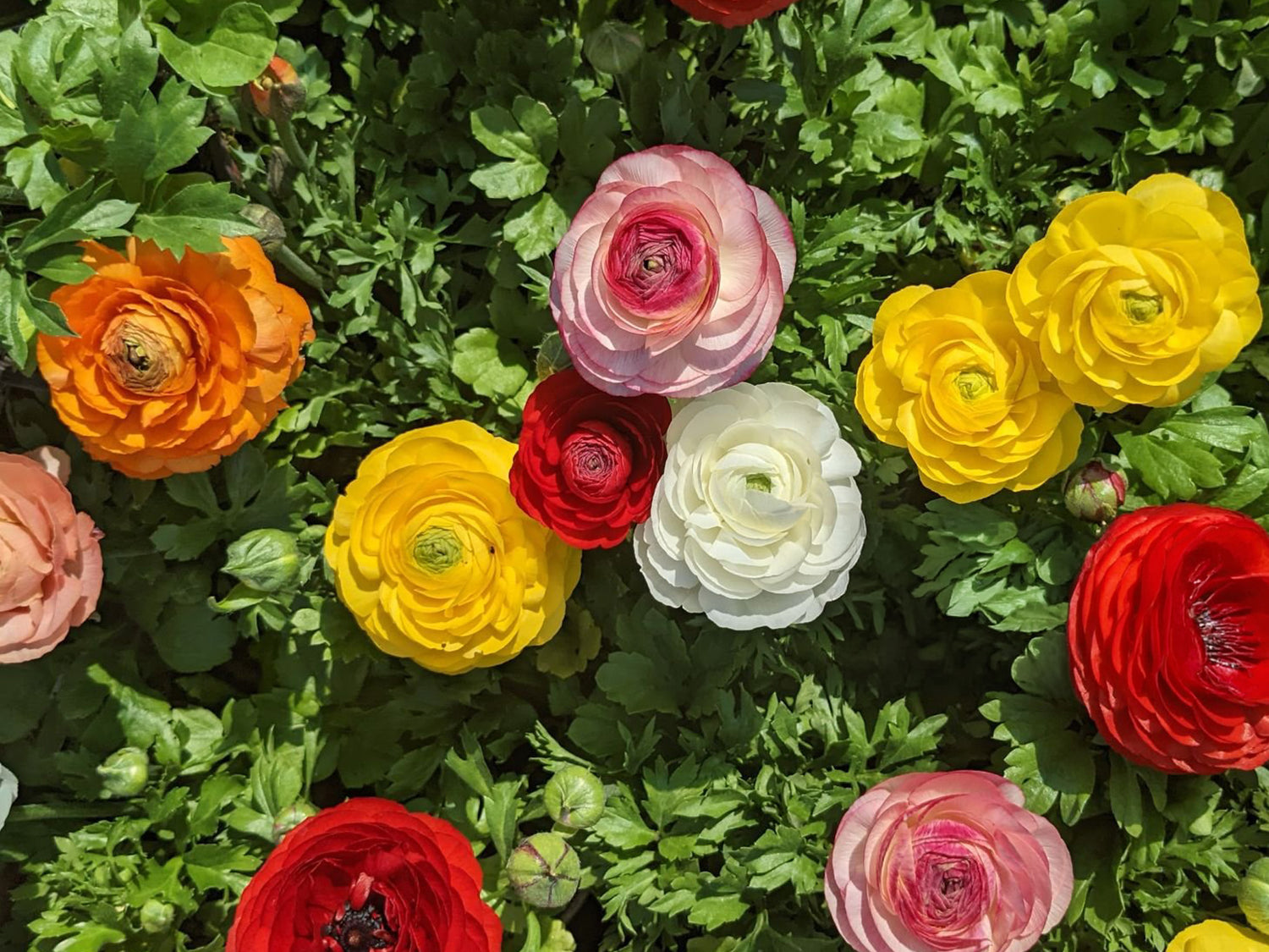4" Ranunculus