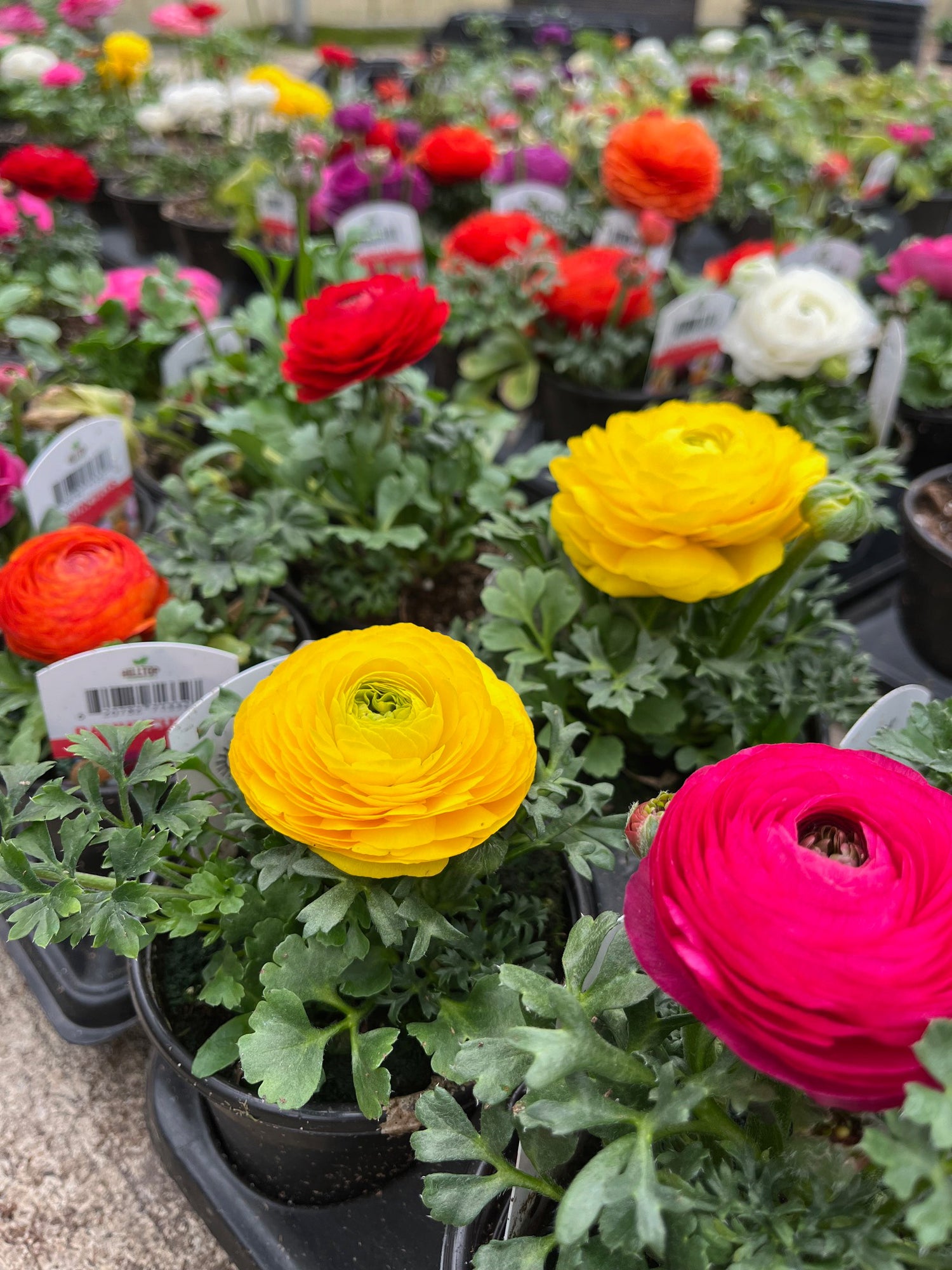 4" Ranunculus