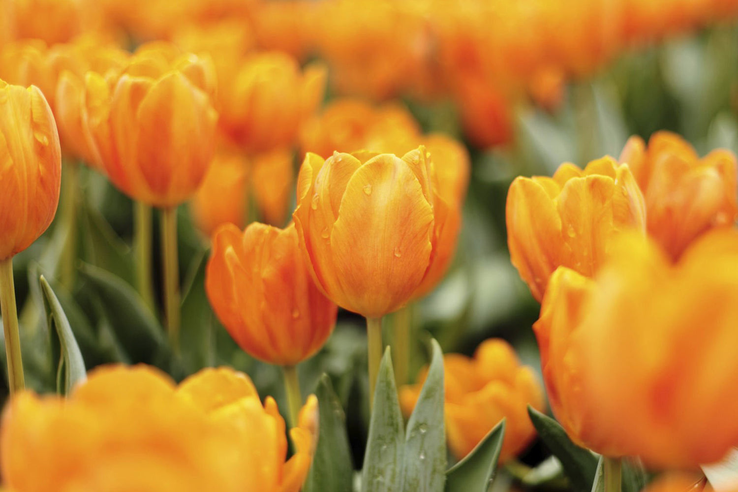 4" Tulip