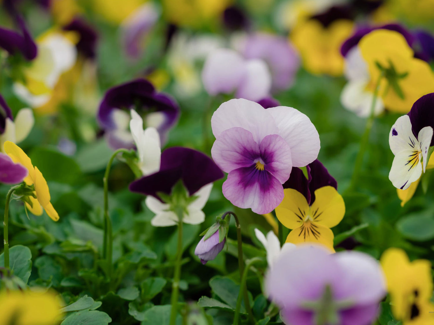 4" Viola Sorbet XP
