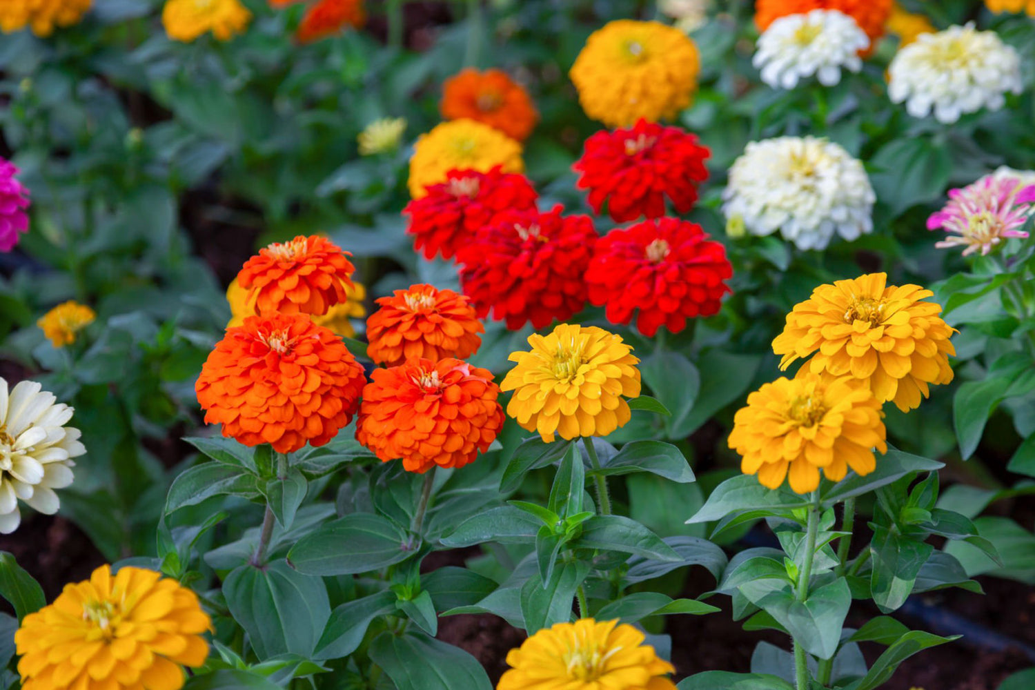 4" Zinnia Zahara Double