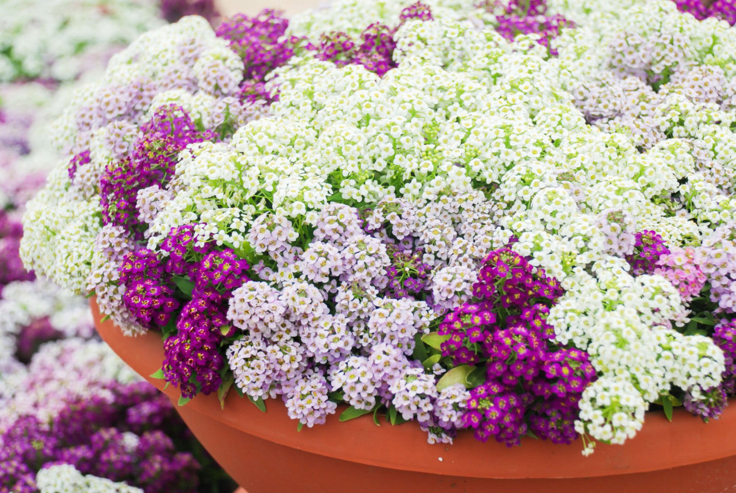 4" Lobularia Stream Compact