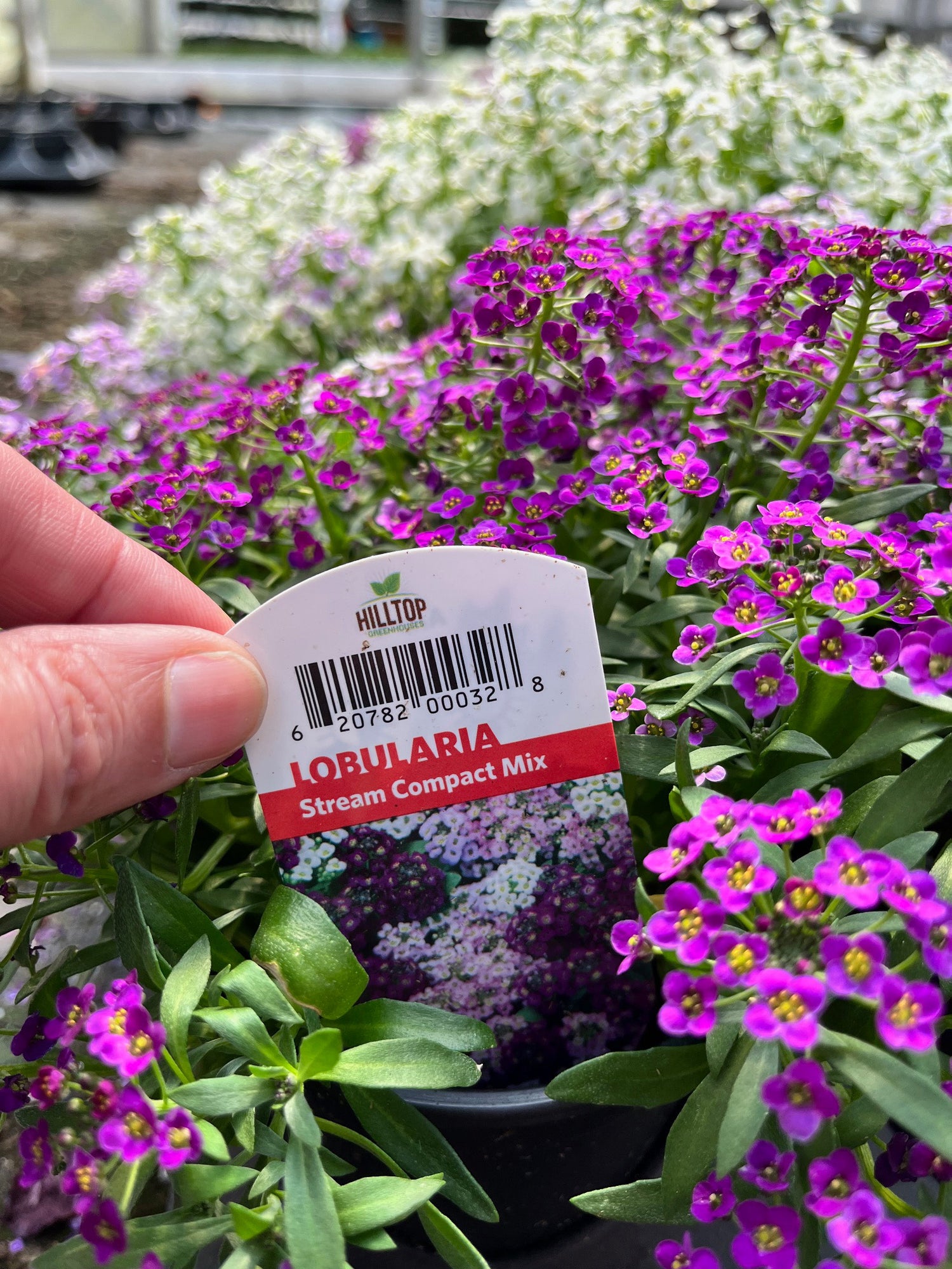 4" Lobularia Stream Compact