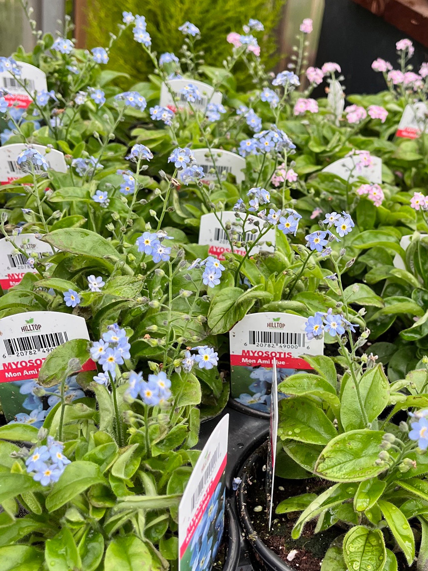 4" Myosotis Mon Ami