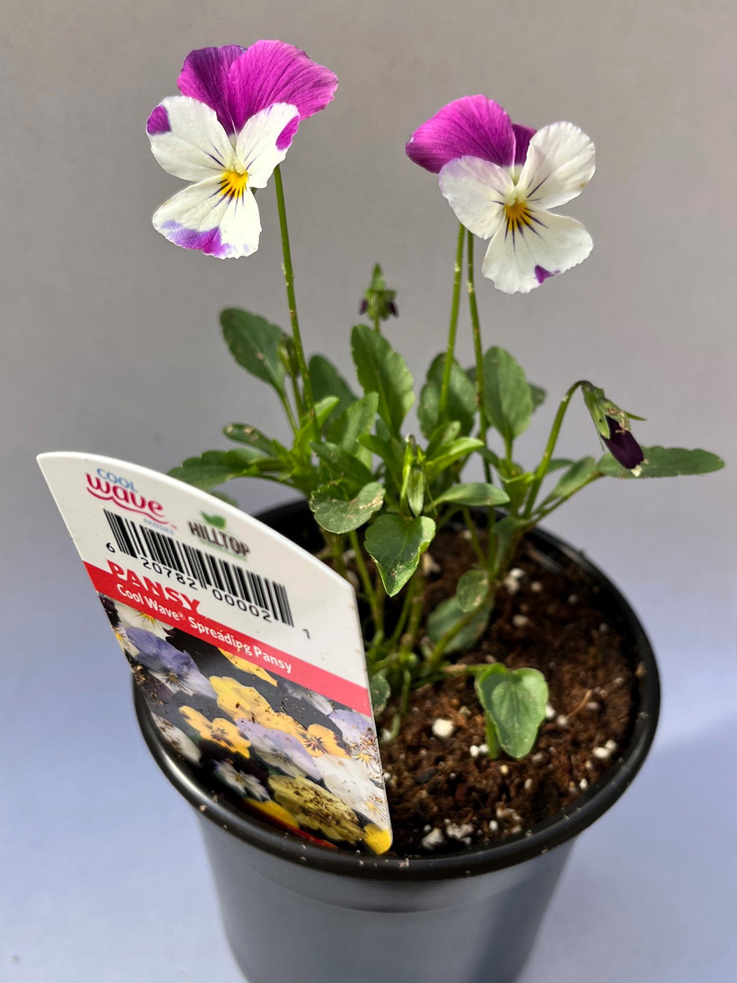 4" Pansy Cool Wave