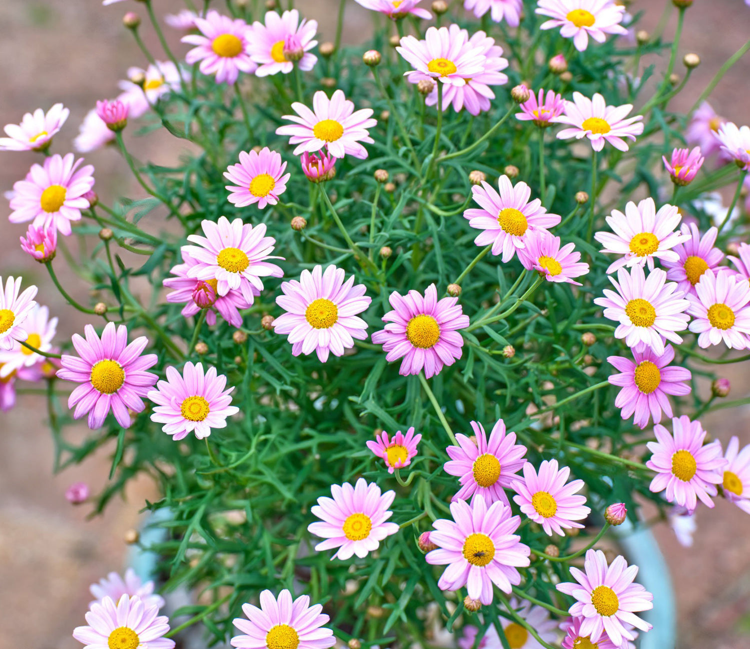 4" Argryanthemum Comet