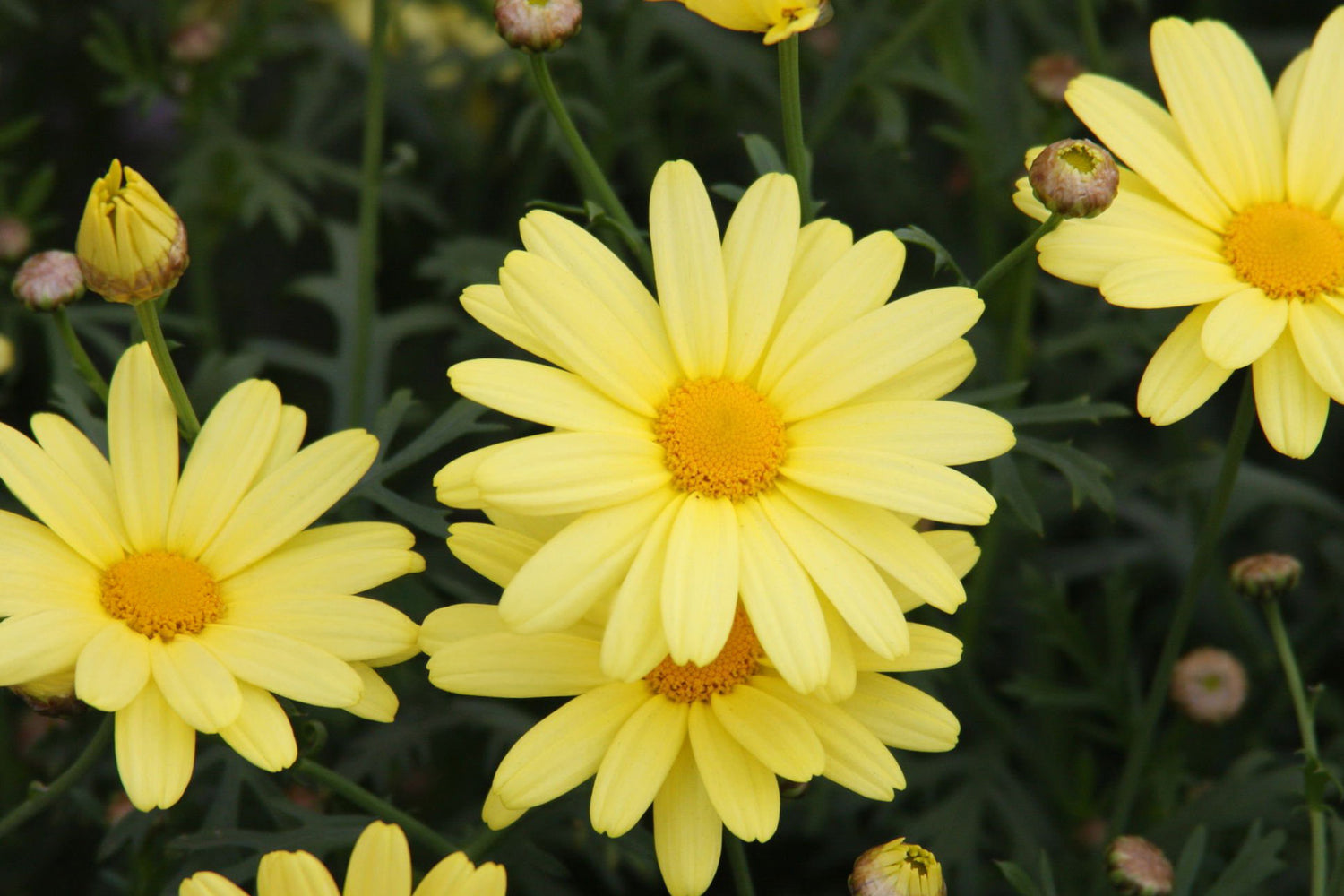 4" Argryanthemum Comet