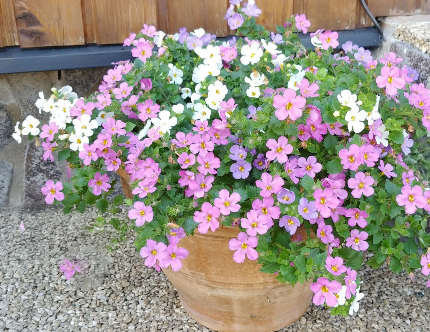 4" Bacopa Scopia