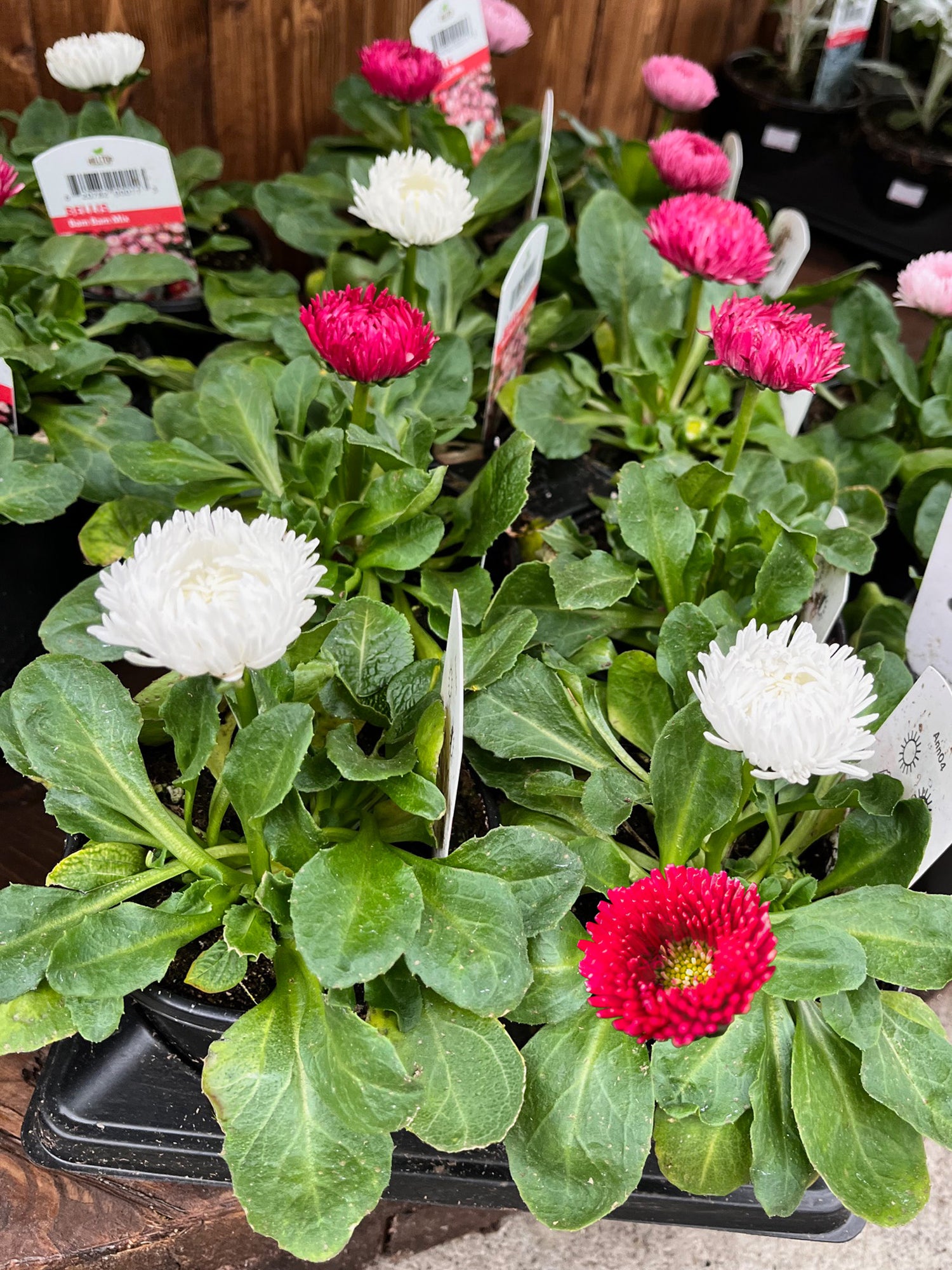 4" Bellis Bam Bam