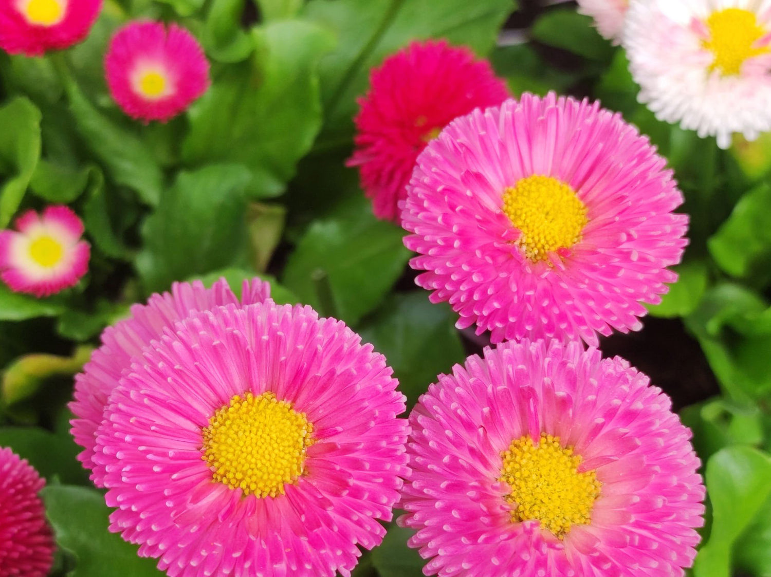 4" Bellis Bam Bam