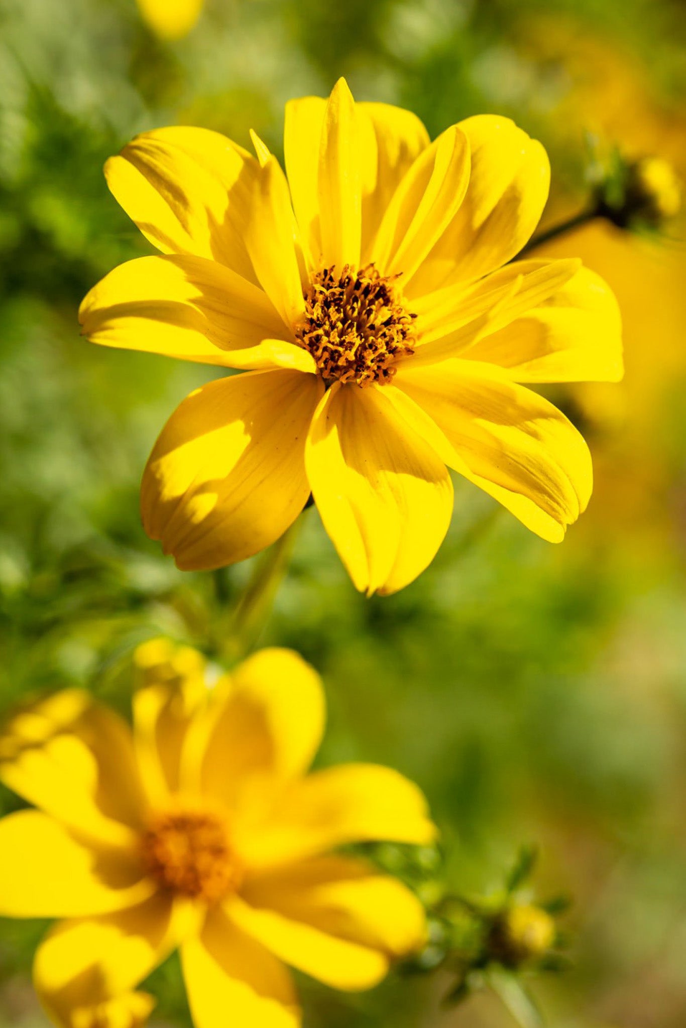 4" Bidens Mega