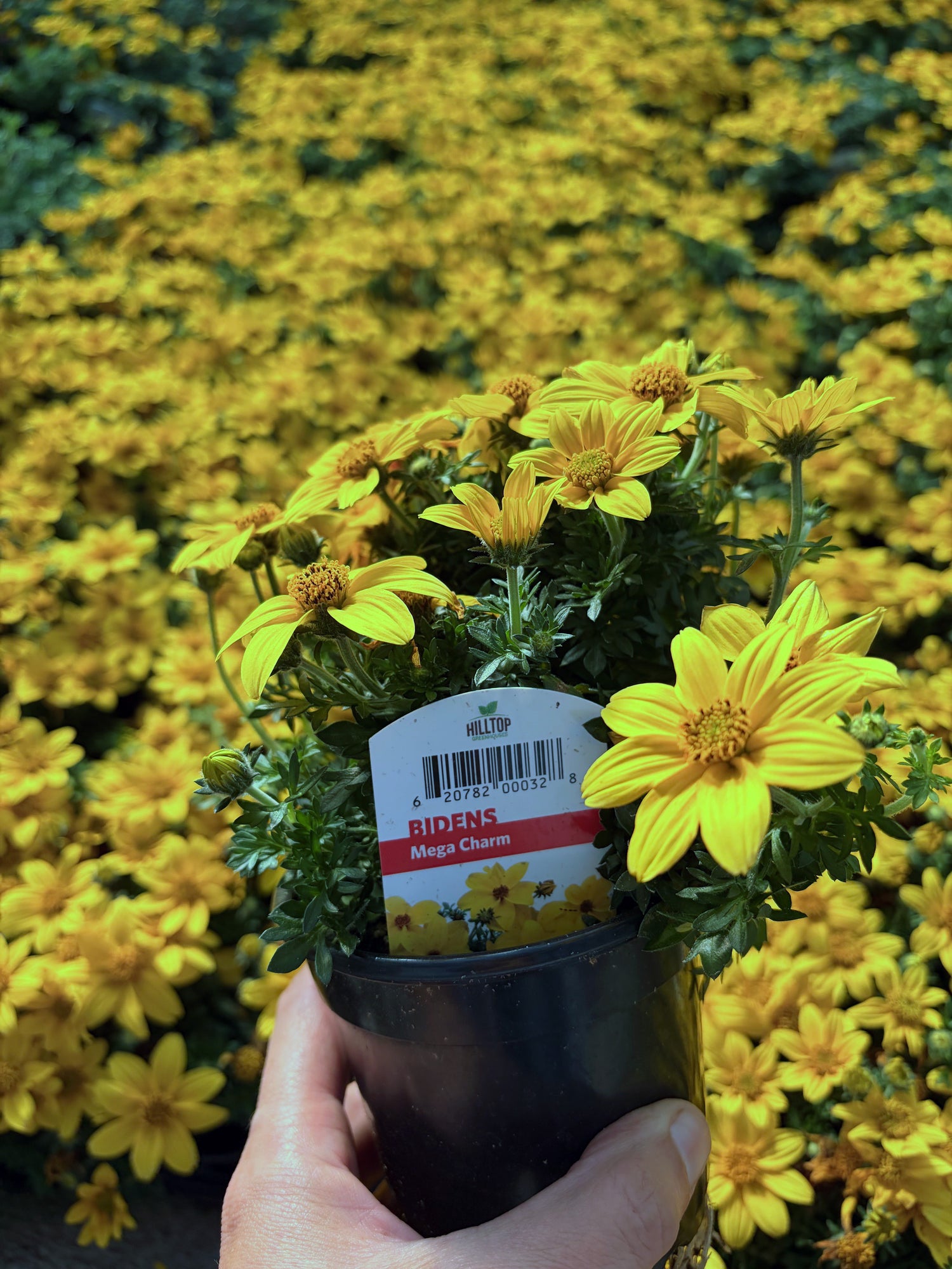 4" Bidens Mega Charm