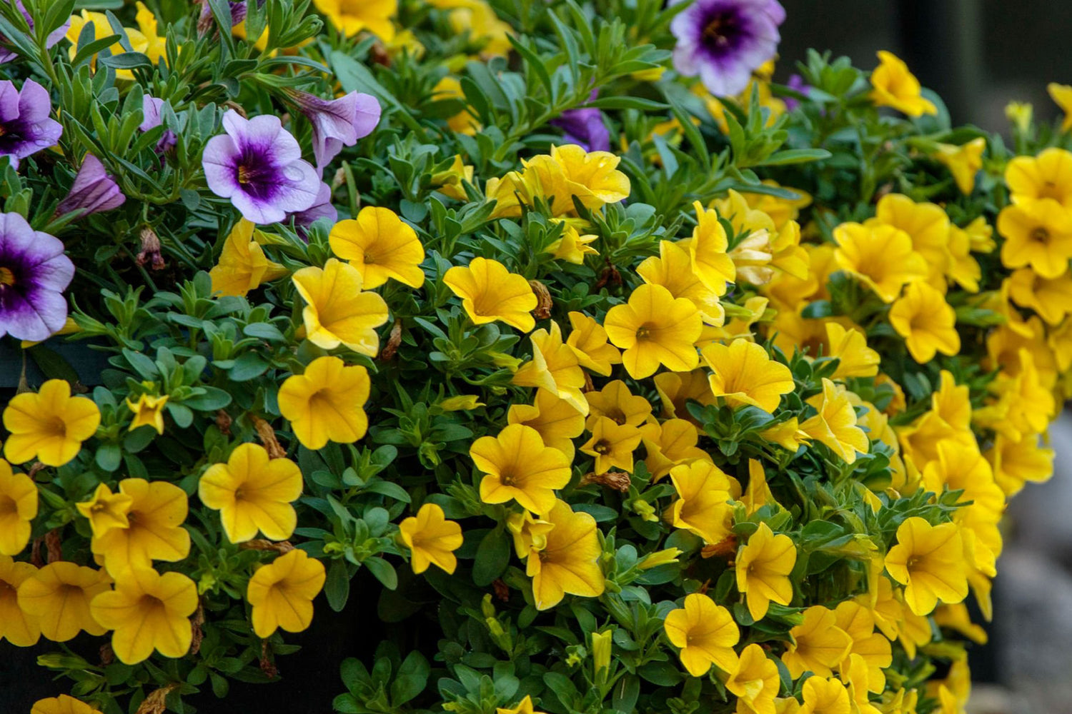 4" Calibrachoa Colibri