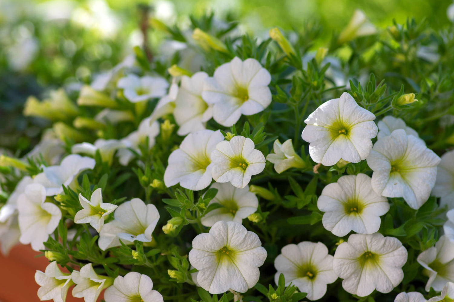 4" Calibrachoa Colibri