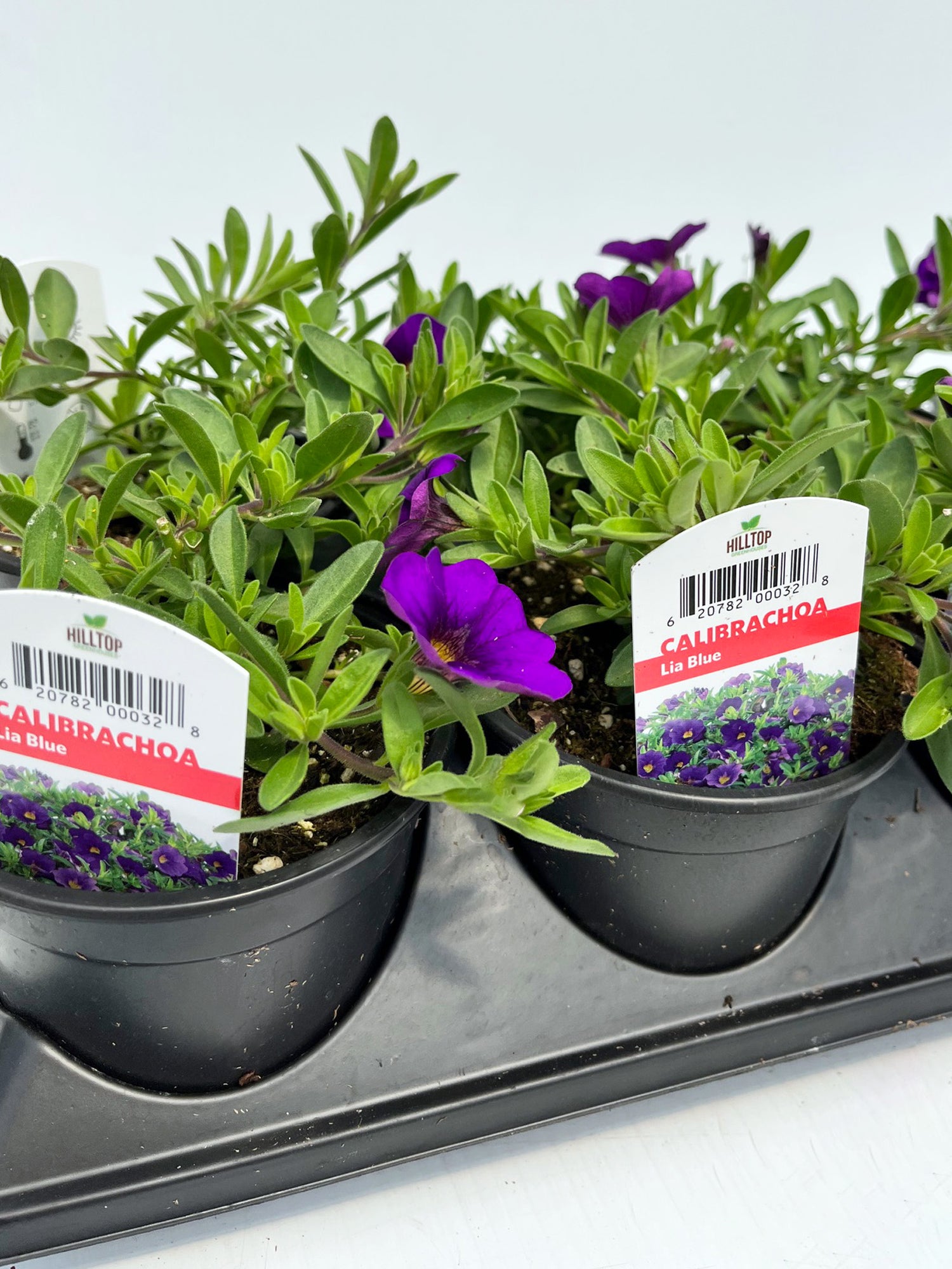 4" Calibrachoa Lia