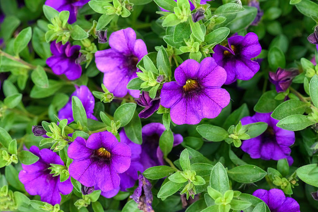 4" Calibrachoa Lia