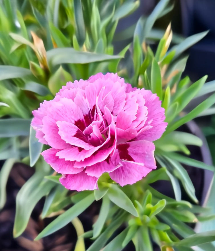 4" Carnation Oscar