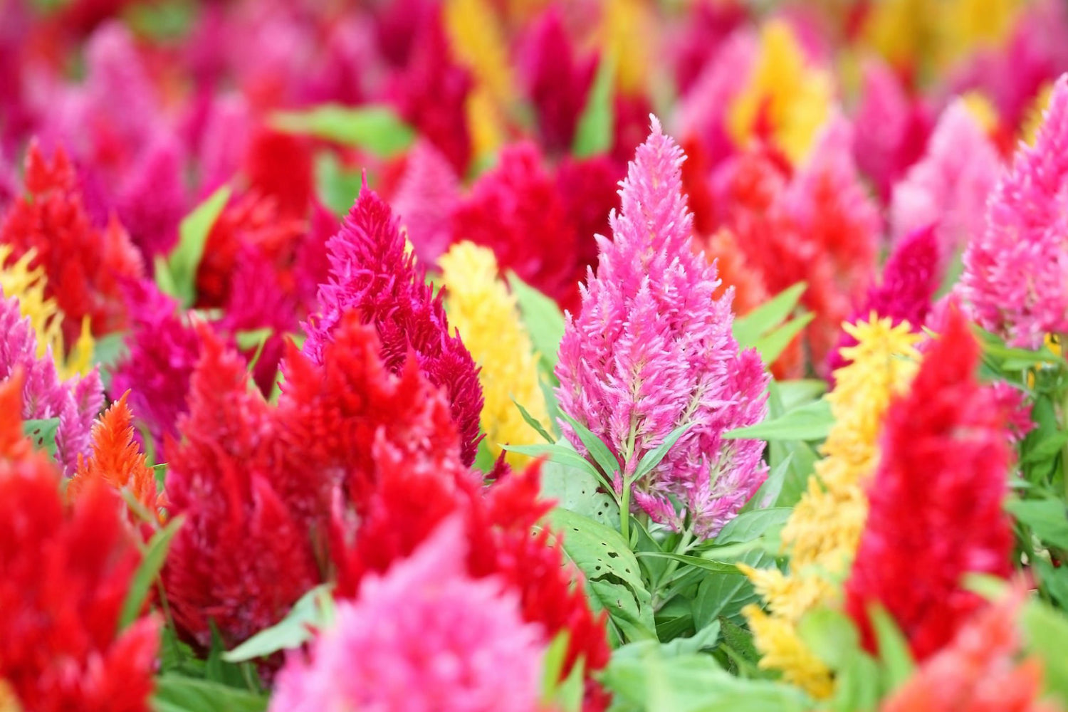4" Celosia Ice Cream