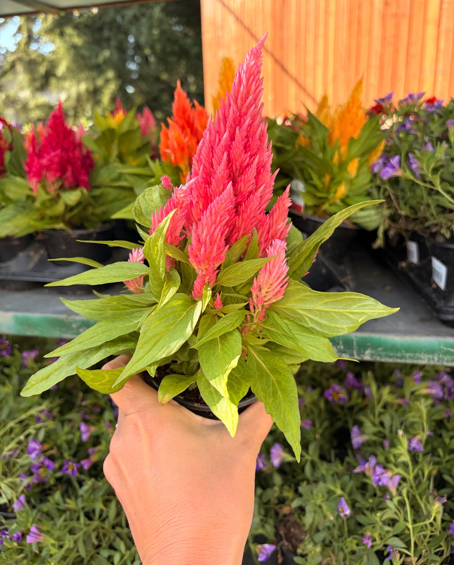 4" Celosia Ice Cream