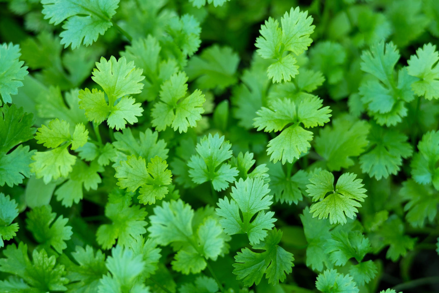 4" Cilantro