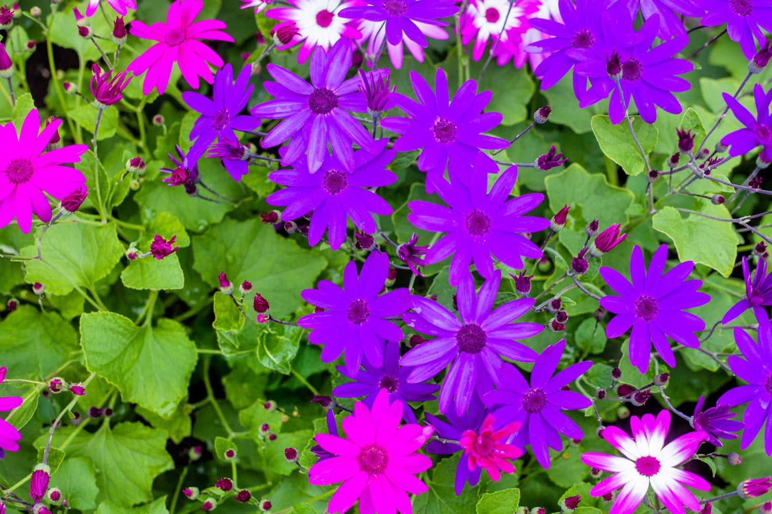 4" Cineraria