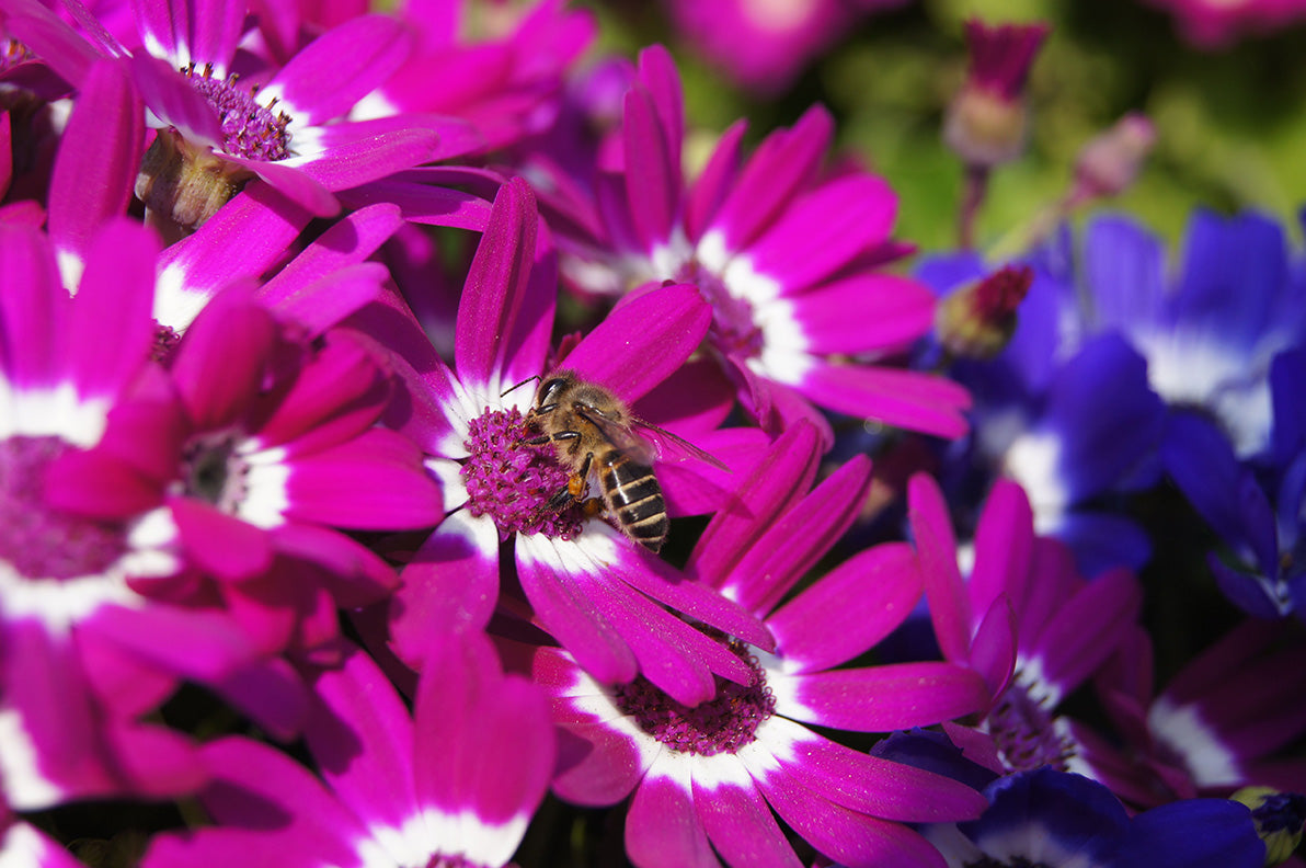 4" Cineraria