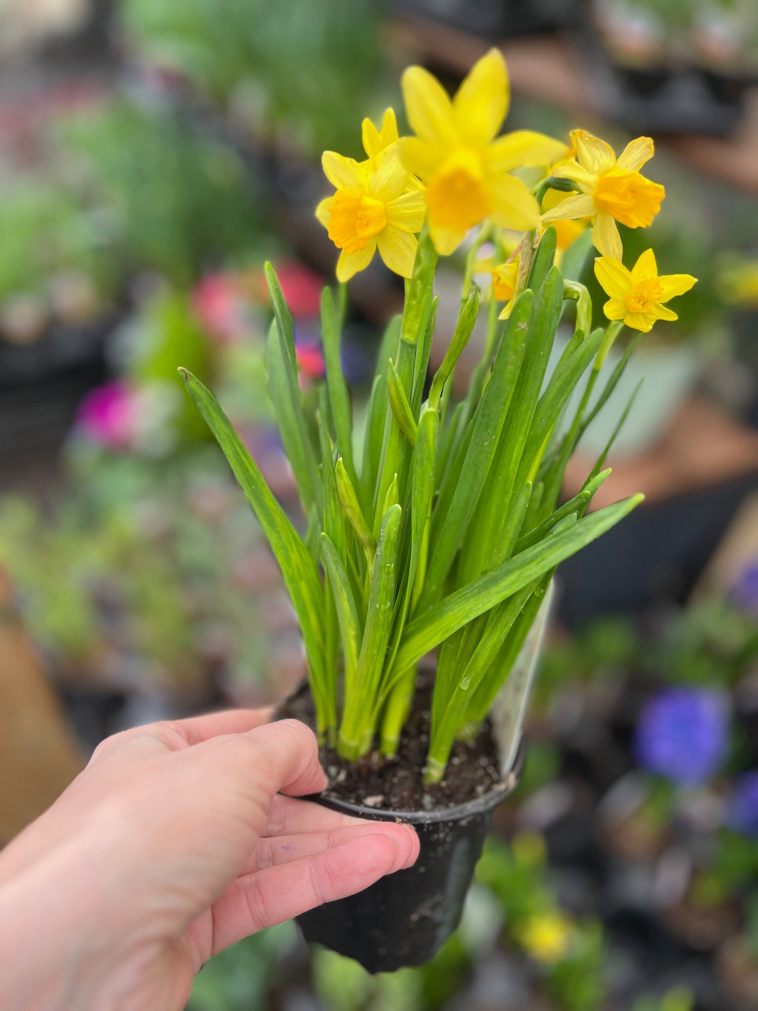 4" Daffodil