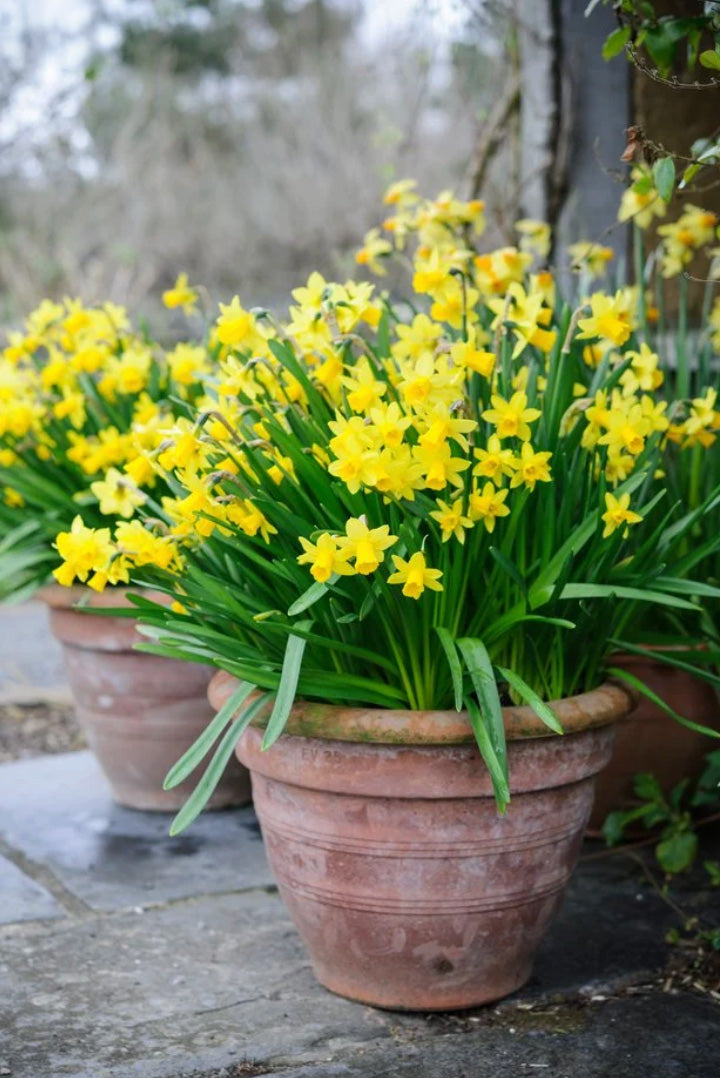 4" Daffodil