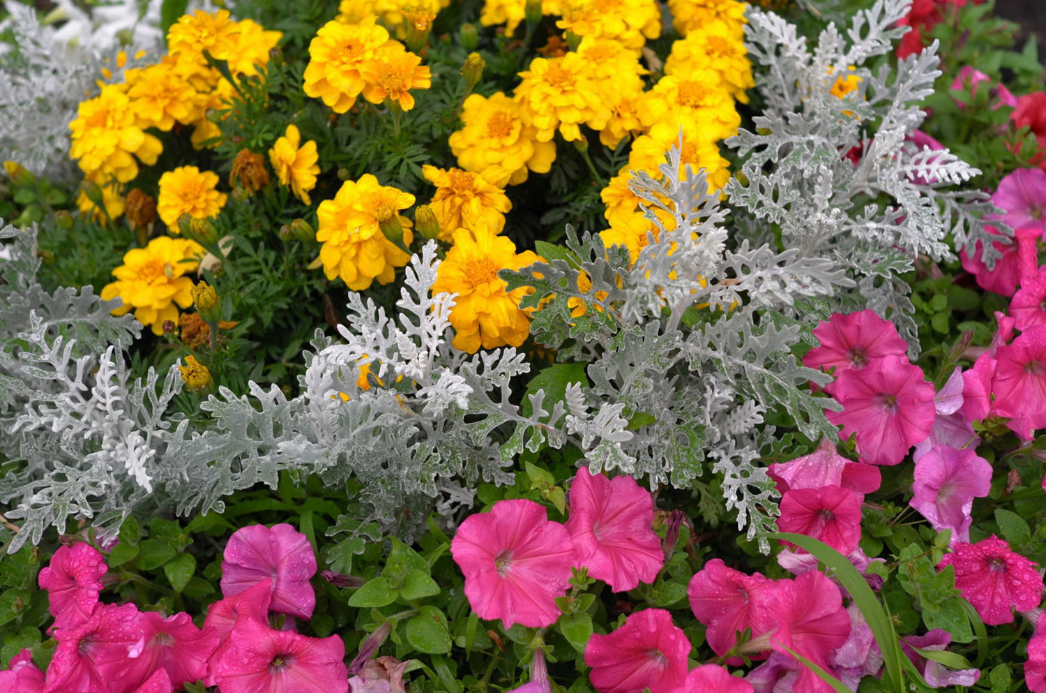 4" Dusty Miller
