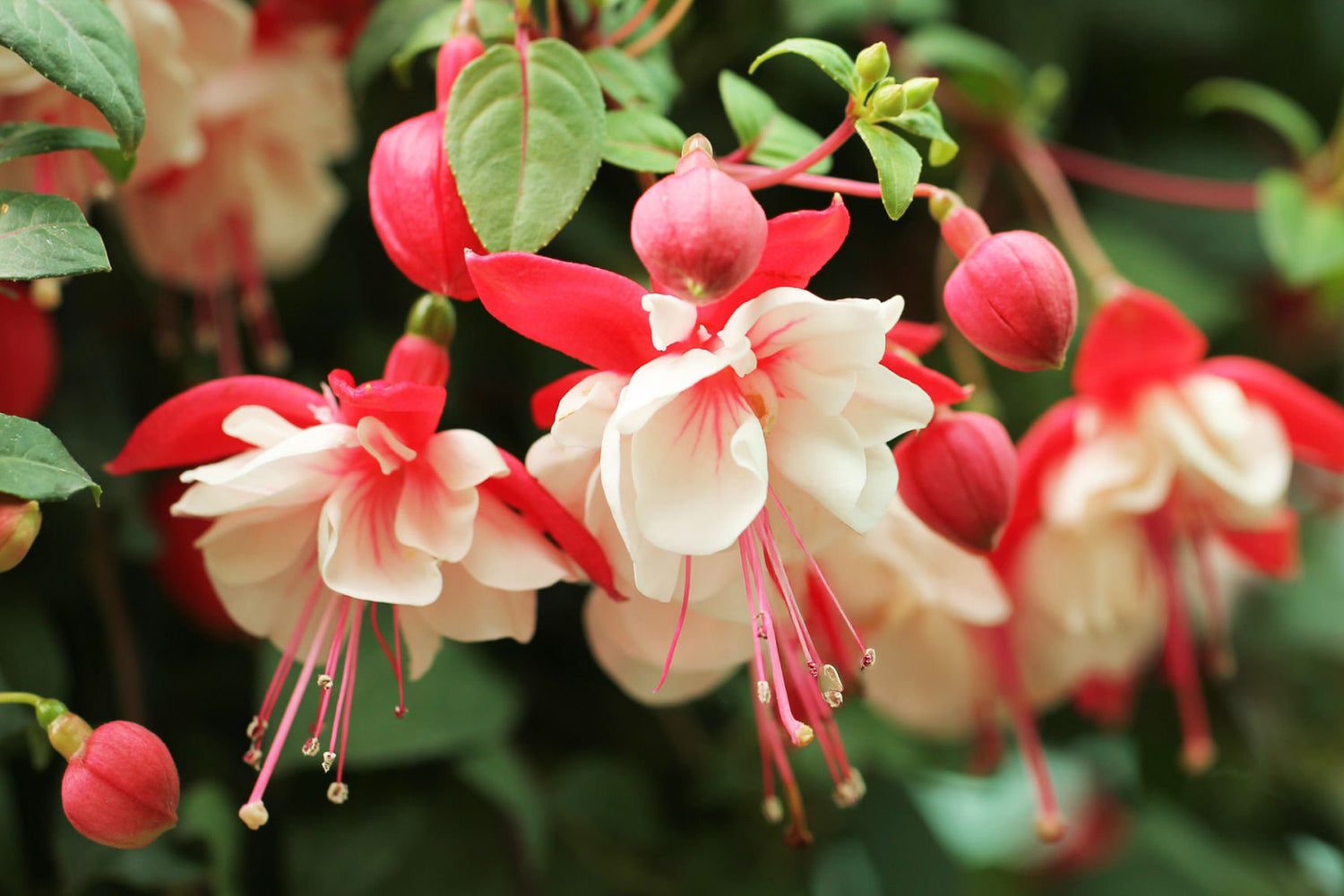 4" Fuchsia Ballerina