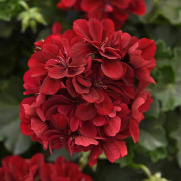 4" Geranium Ivy Focus