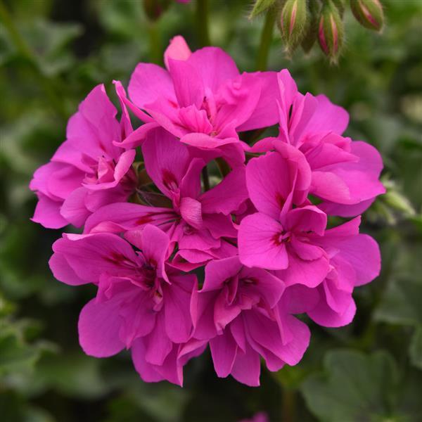 4" Geranium Ivy Focus
