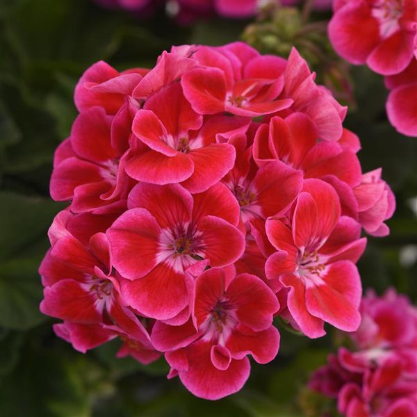 4" Geranium Zonal Presto