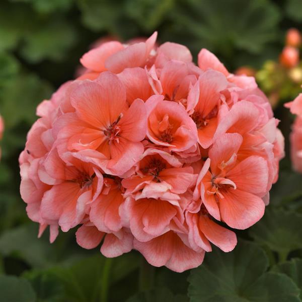 4" Geranium Zonal Presto