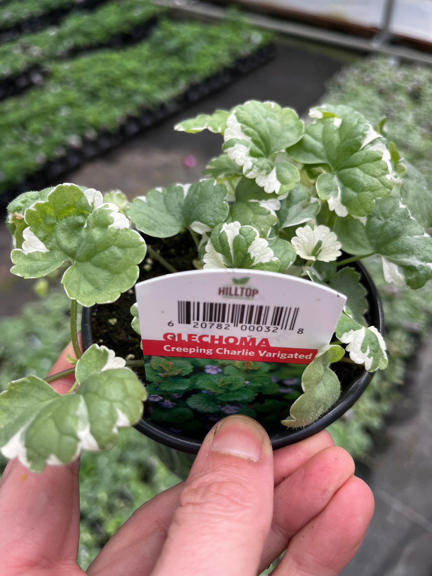 4" Glechoma Creeping Charlie