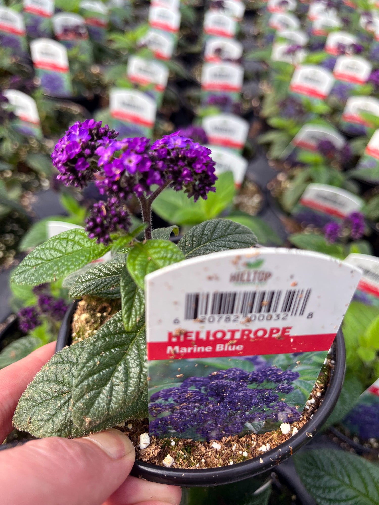 4" Heliotrope