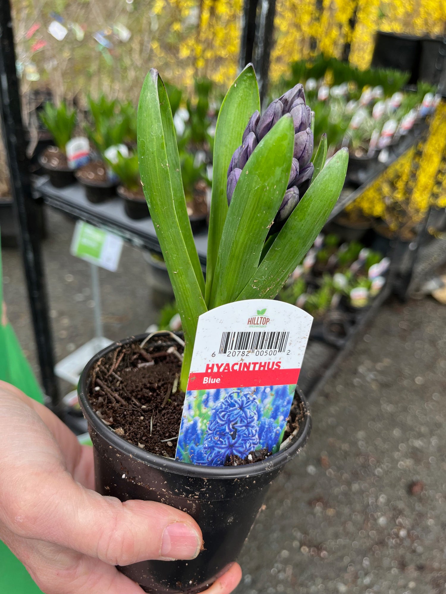 4" Hyacinthus