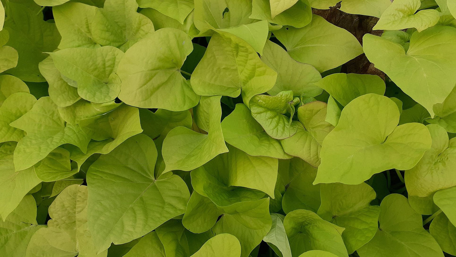 4" Ipomoea Spotlight