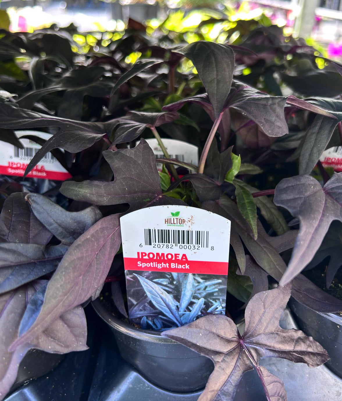 4" Ipomoea Spotlight