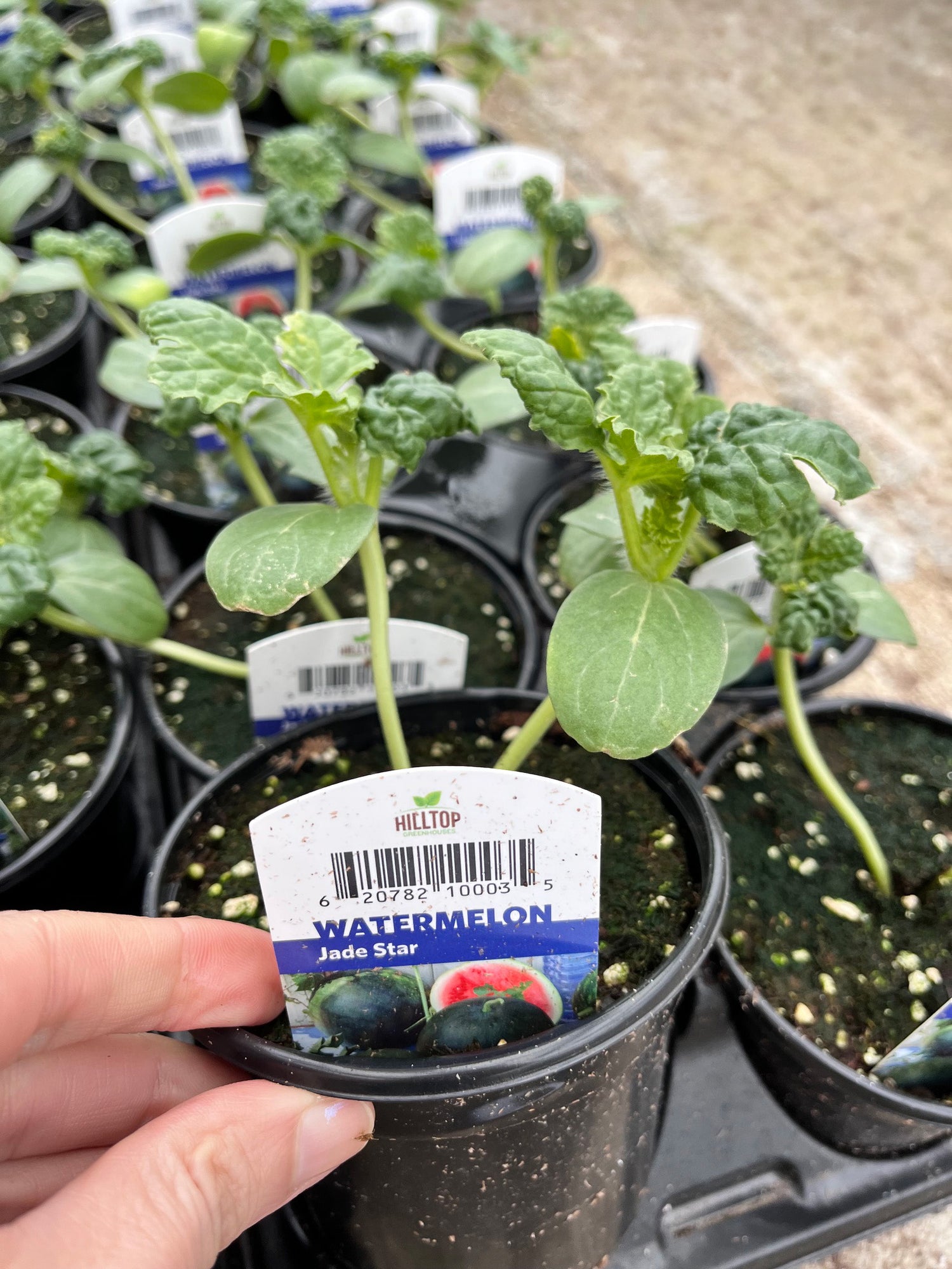 4" Watermelon