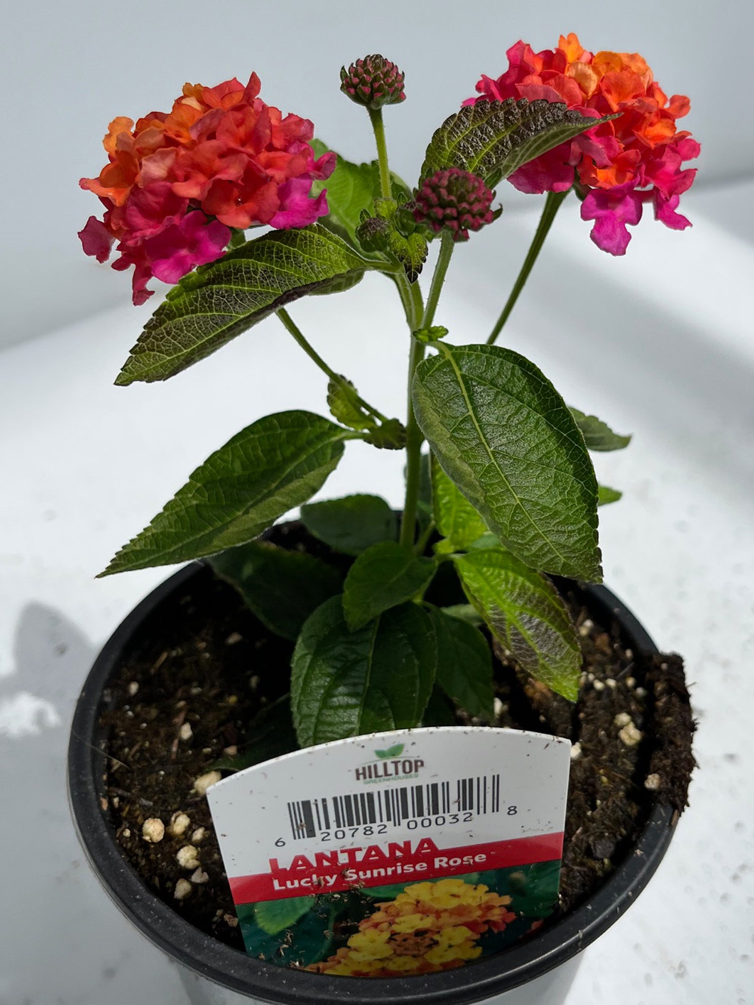 4" Lantana Lucky