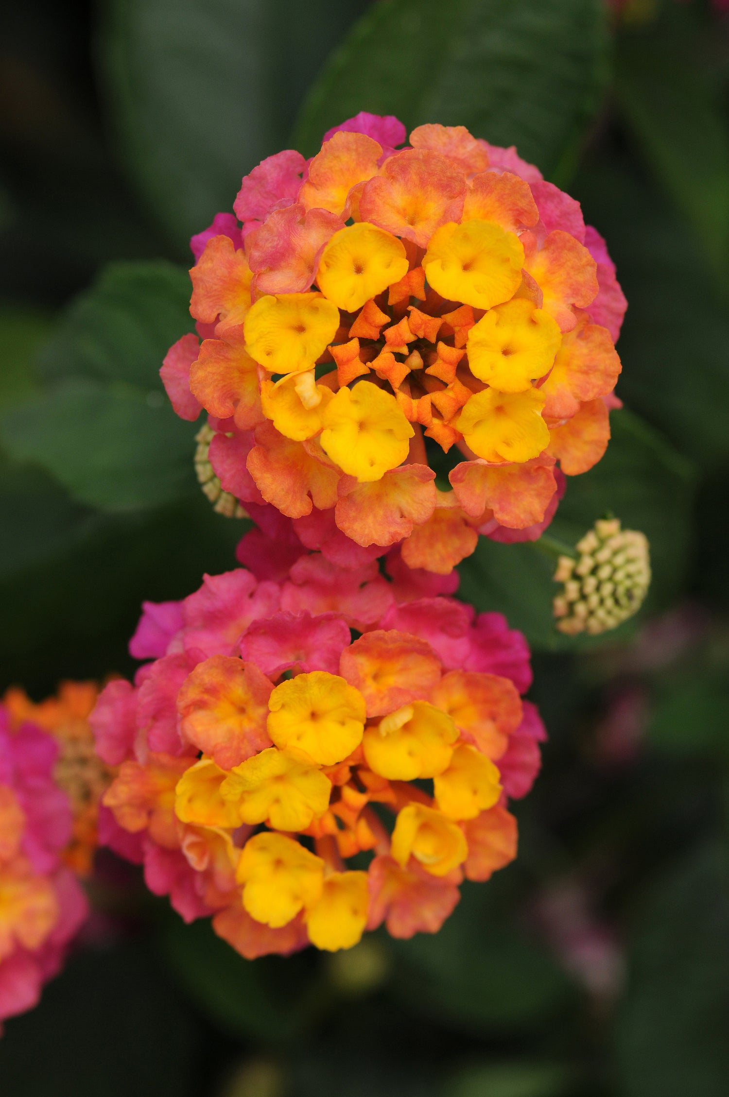 4" Lantana Lucky
