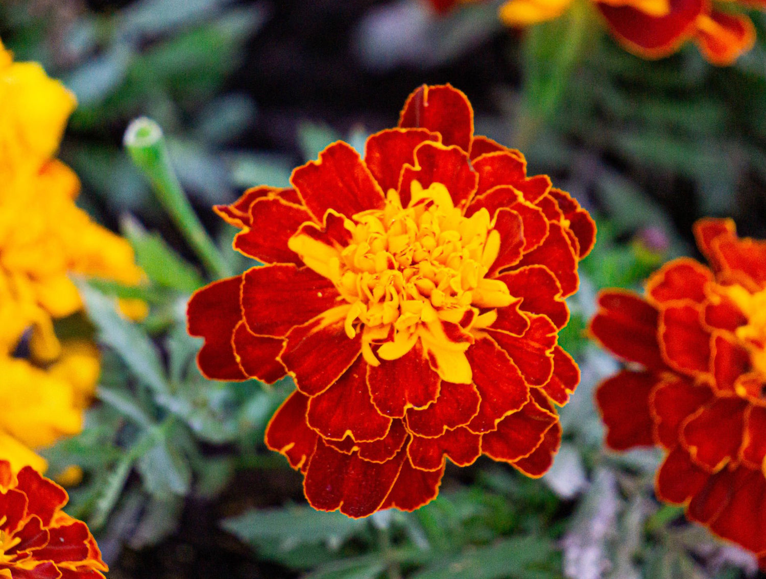 4" Marigold Fireball